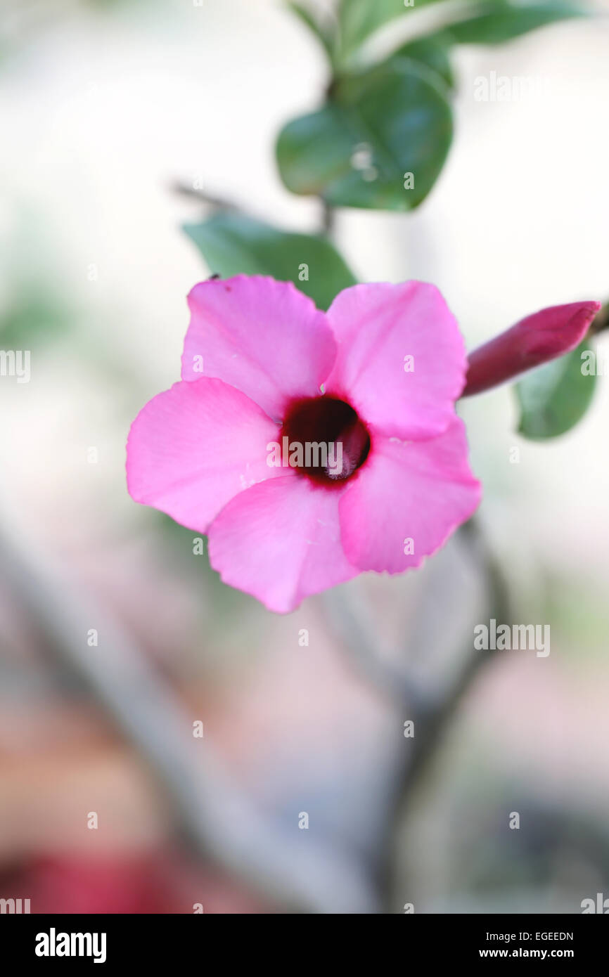 Desert rose hi-res stock photography and images - Alamy