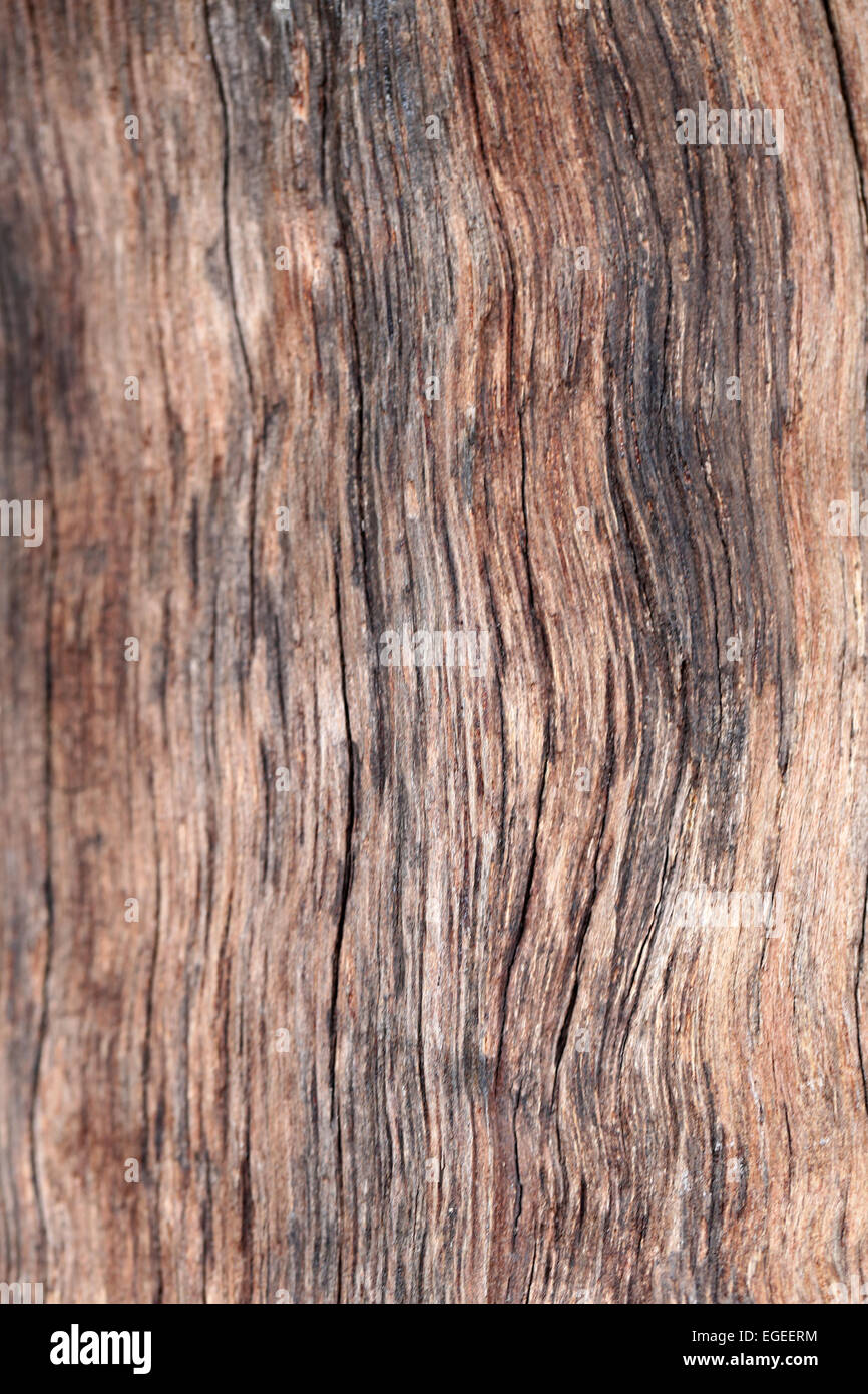 surface of brown plank for the background. Stock Photo