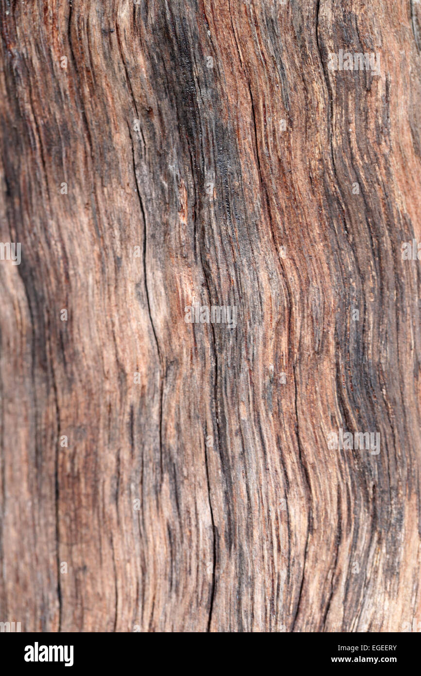 surface of brown plank for the background. Stock Photo