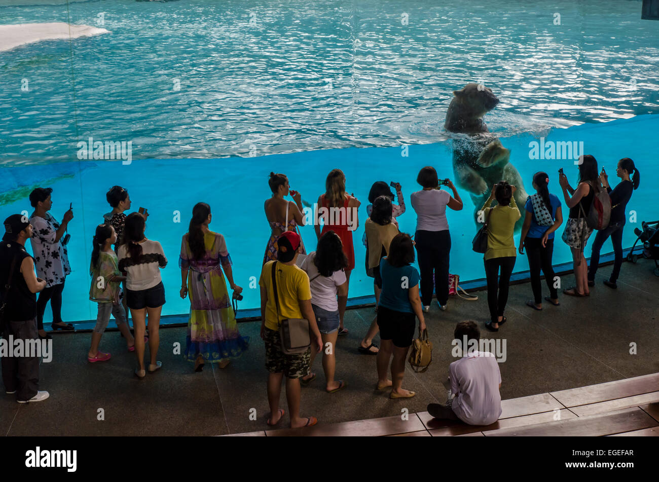 A group of people taking pictures of a polar bear at the Singapore Zoo Stock Photo