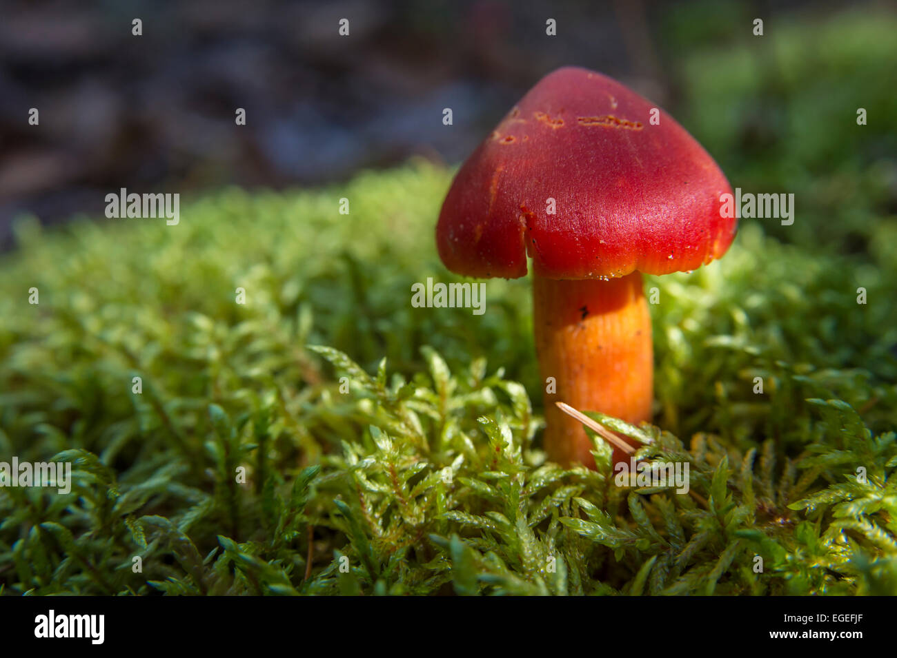 Cute red wild mushroom in moss (Hygrocybe punicea) Stock Photo