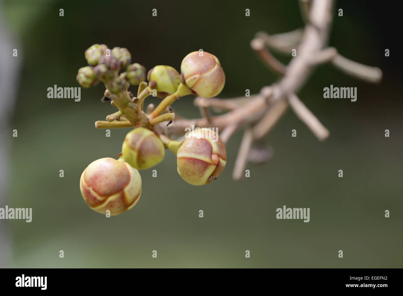 Wildflowers are not blooming in the woodland. Stock Photo