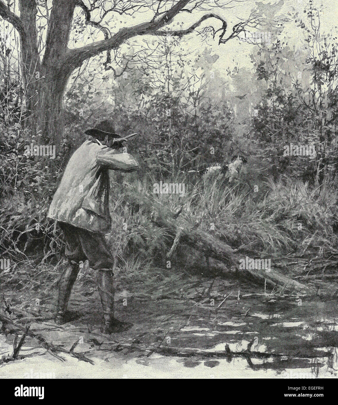 Down in the rich black loam of the river banks hides the elusive woodcock - Vintage hunting 1916 Stock Photo