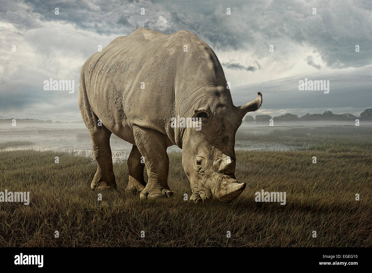 The white rhino on the plains Stock Photo