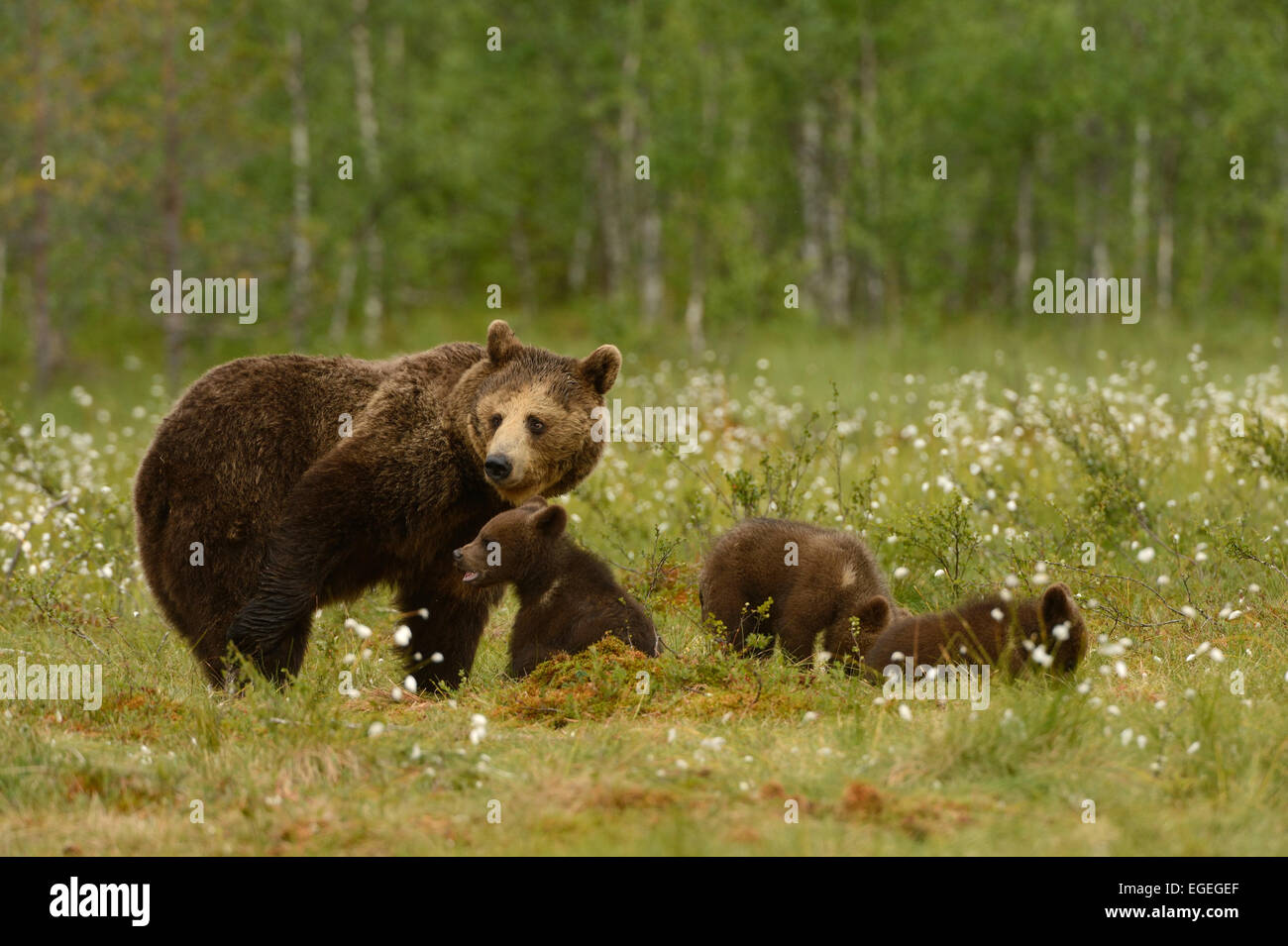 Female brown bear with cubs in the forest and swamp of mid Finland near ...