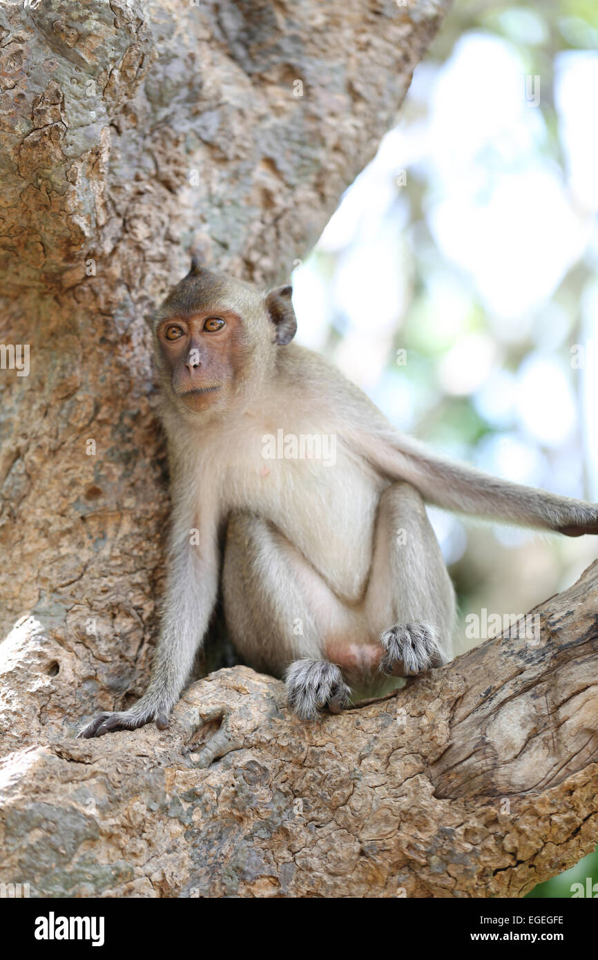 Monkey in nature,Thailand animal in forest. Stock Photo