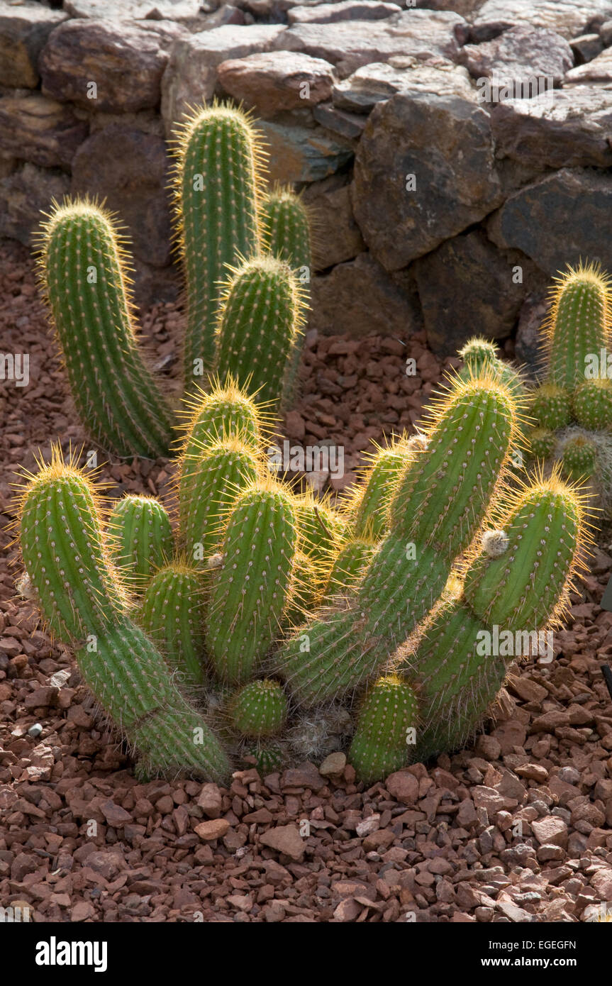 Echinopsis huascha,  Red Torch Cactus Stock Photo