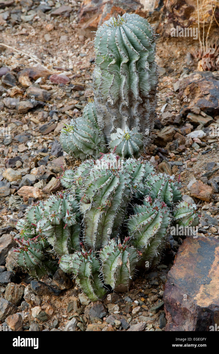 Euphorbia Polygona  cv Snowflake Stock Photo