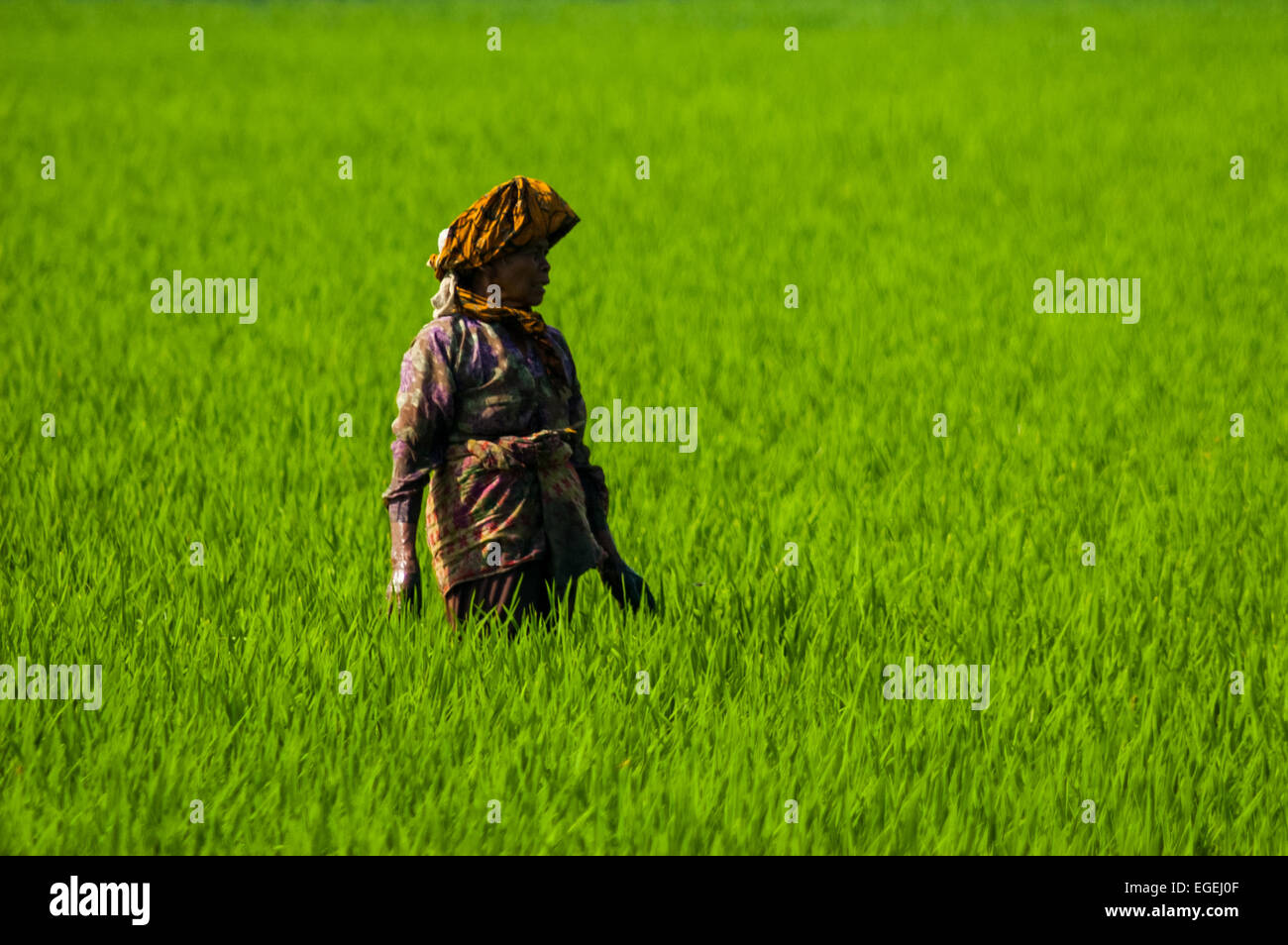 Regency Rice Regency woman hi-res stock photography and images - Alamy