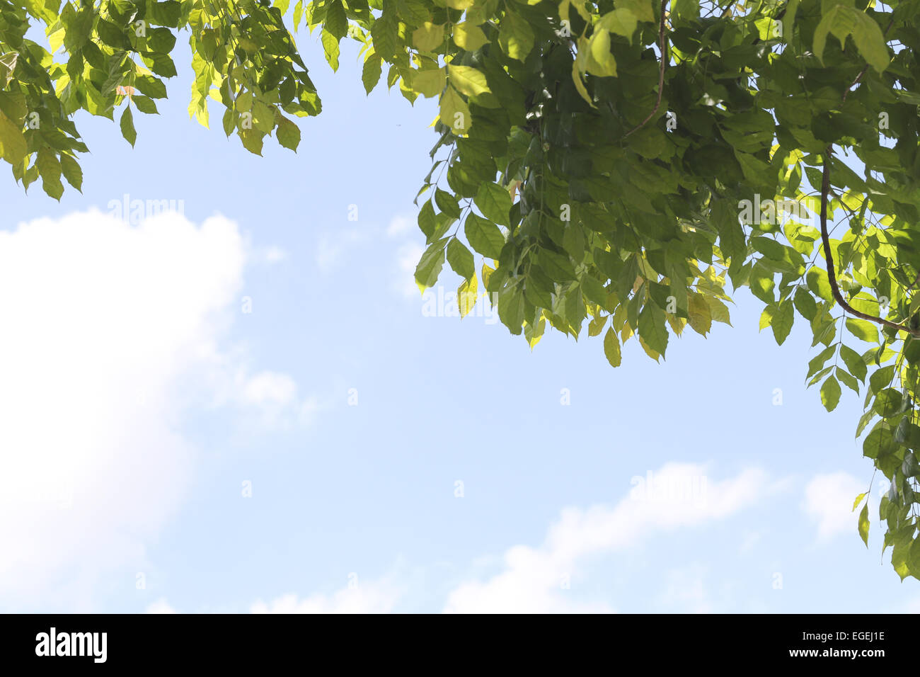 Green leaves on a blue sky background Stock Photo - Alamy