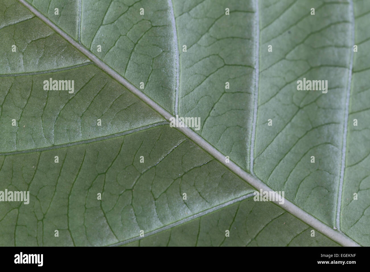 Pattern of green leaves in the garden for natural background Stock ...