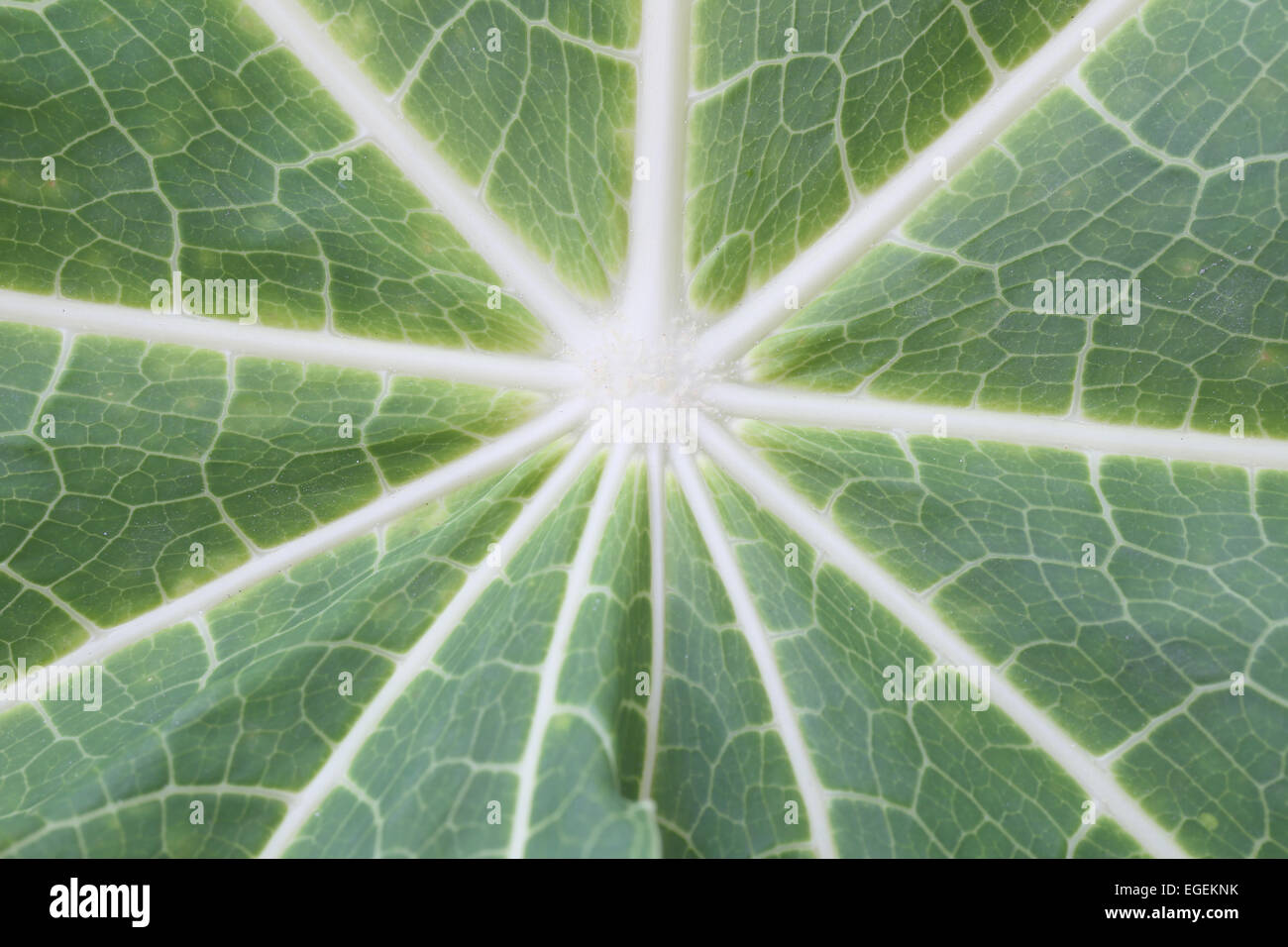 Pattern of green leaves in the garden for natural background Stock ...