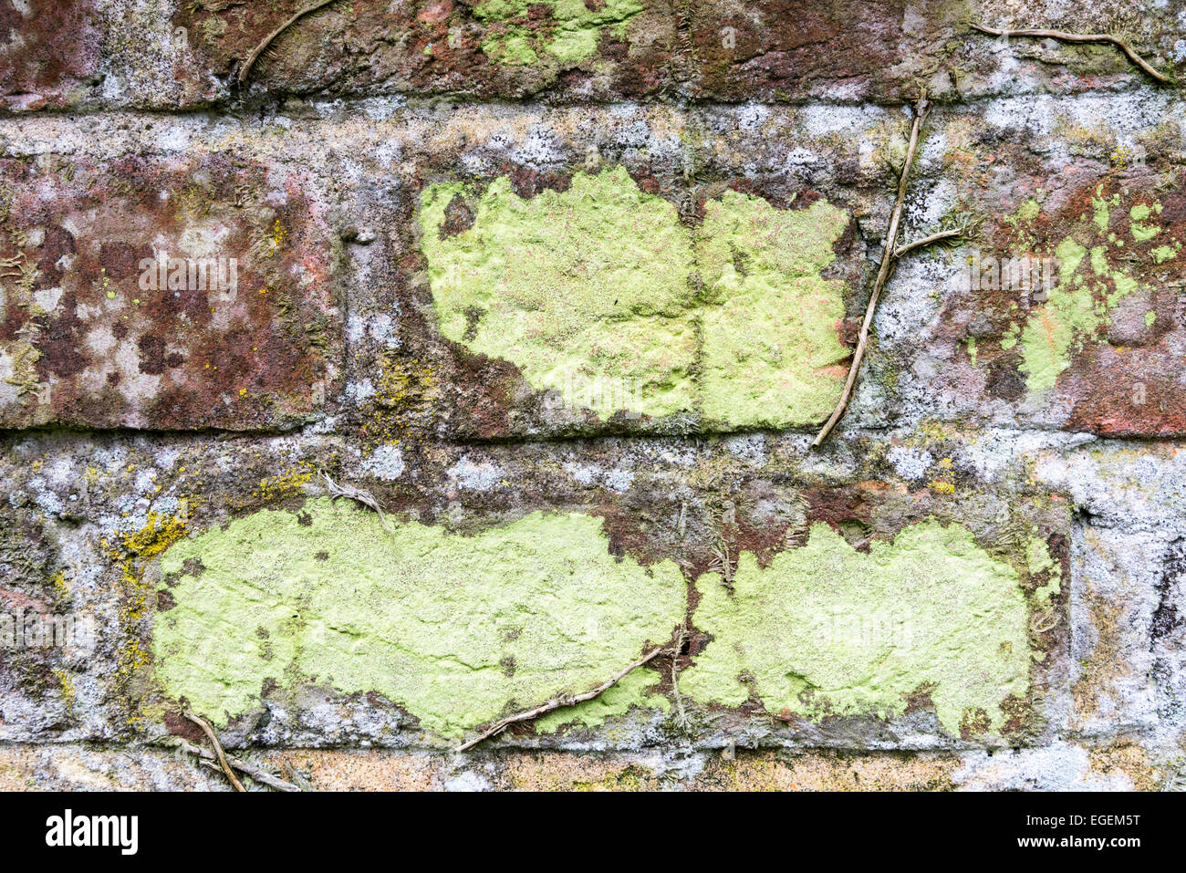 A patch of Sulphur Lichen on some brickwork at Cheshunt, Herts Stock Photo