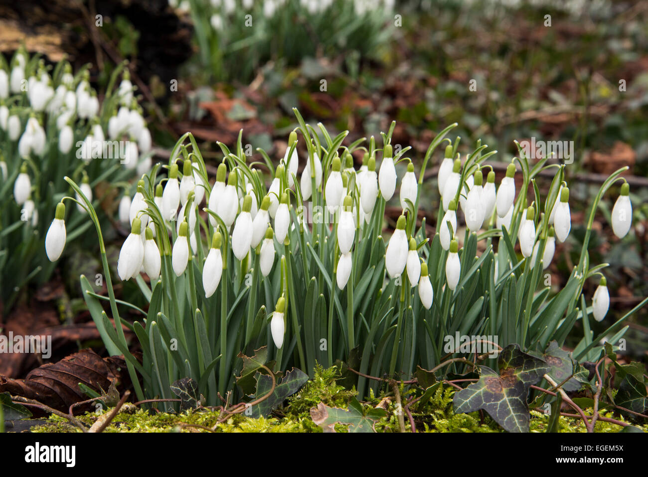 A mass of unopened snowdrops at Cheshunt, Herts Stock Photo