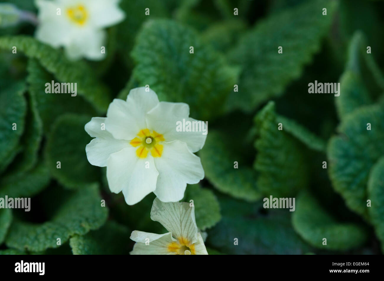 Flower of primrose against a background of foliage Stock Photo