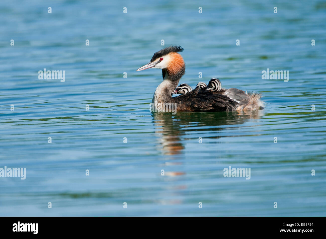 Great Crested Grebe (Podiceps cristatus), adult and chicks, Thuringia, Germany Stock Photo