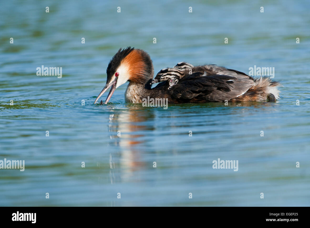 Great Crested Grebe (Podiceps cristatus), adult and chicks, Thuringia, Germany Stock Photo
