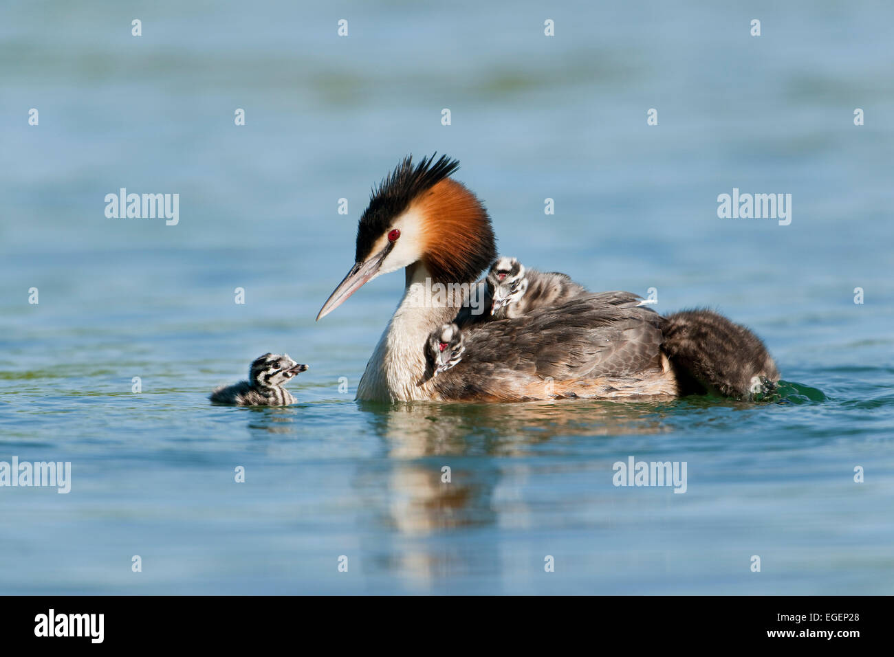 Great Crested Grebe (Podiceps cristatus), adult and chicks, Thuringia, Germany Stock Photo