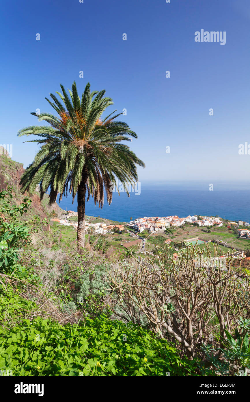 Palm tree, view of Agulo, La Gomera, Canary Islands, Spain Stock Photo
