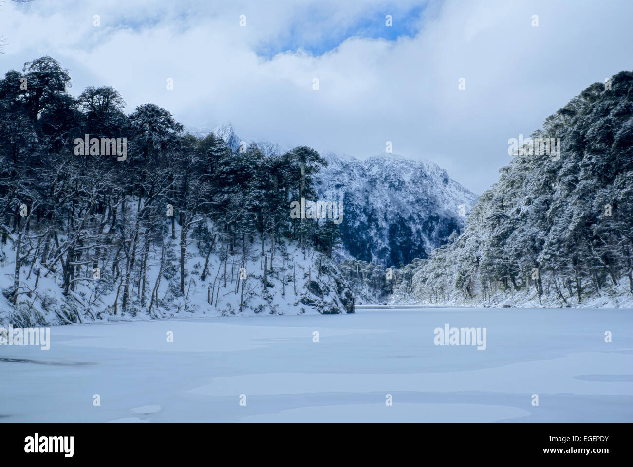 Dense forest cover hi-res stock photography and images - Alamy