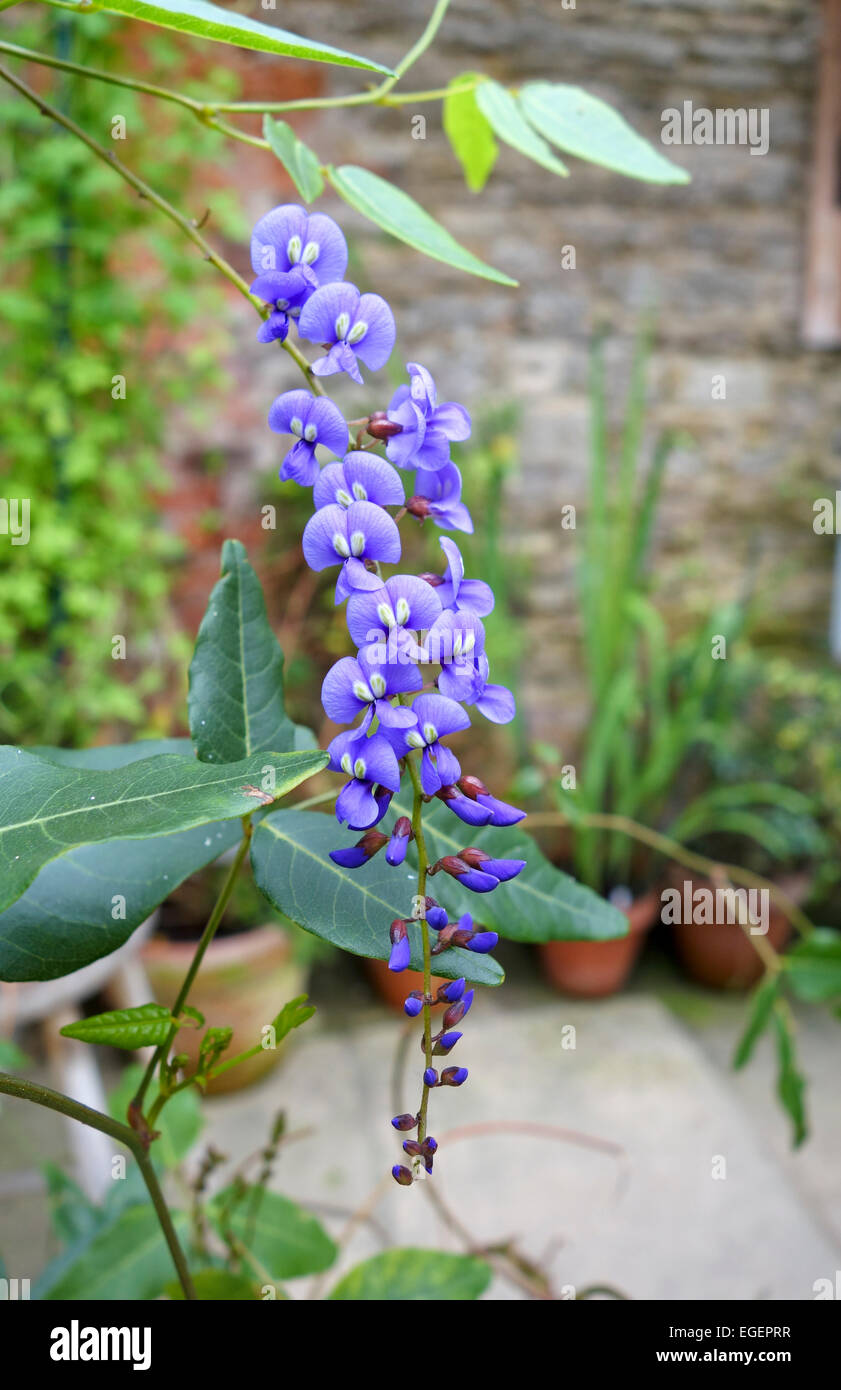 Close up of a Hardenbergia violacea - purple coral pea in flower, UK Stock Photo