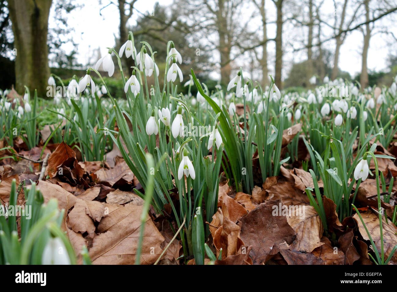 Close up of Galanthus Snowdrops flowering in a Wiltshire field. UK Stock Photo