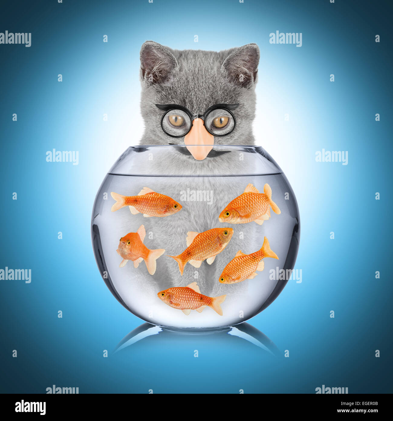 cat with false nose looking into fish bowl Stock Photo