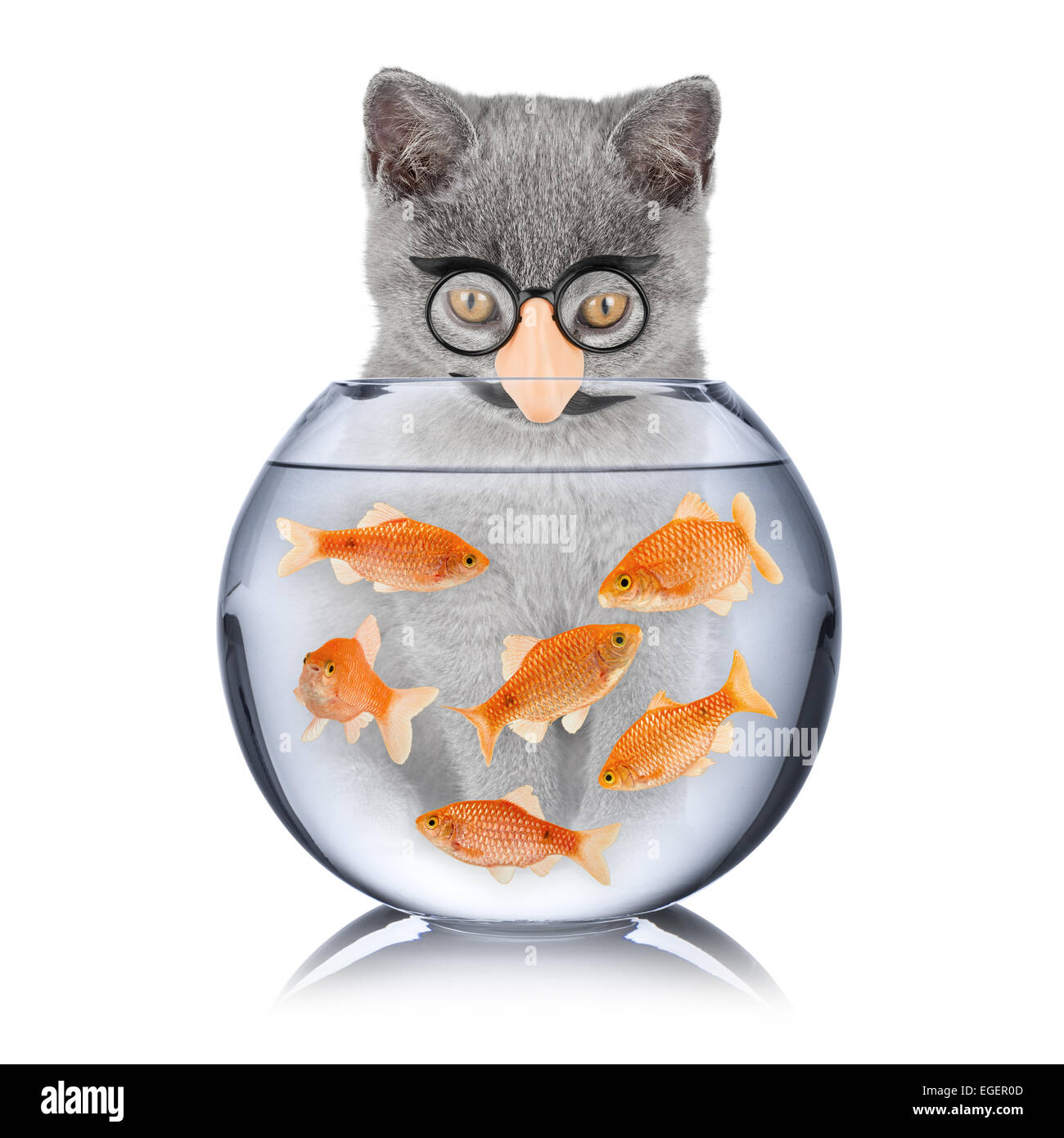cat with false nose looking into fish bowl Stock Photo