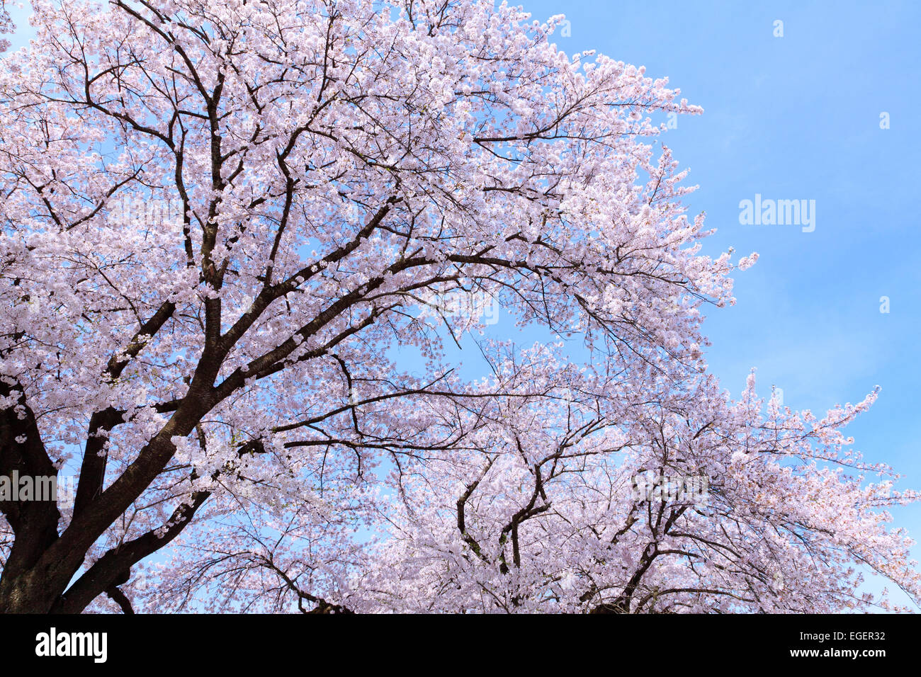 Cherry Blossoms Stock Photo - Alamy