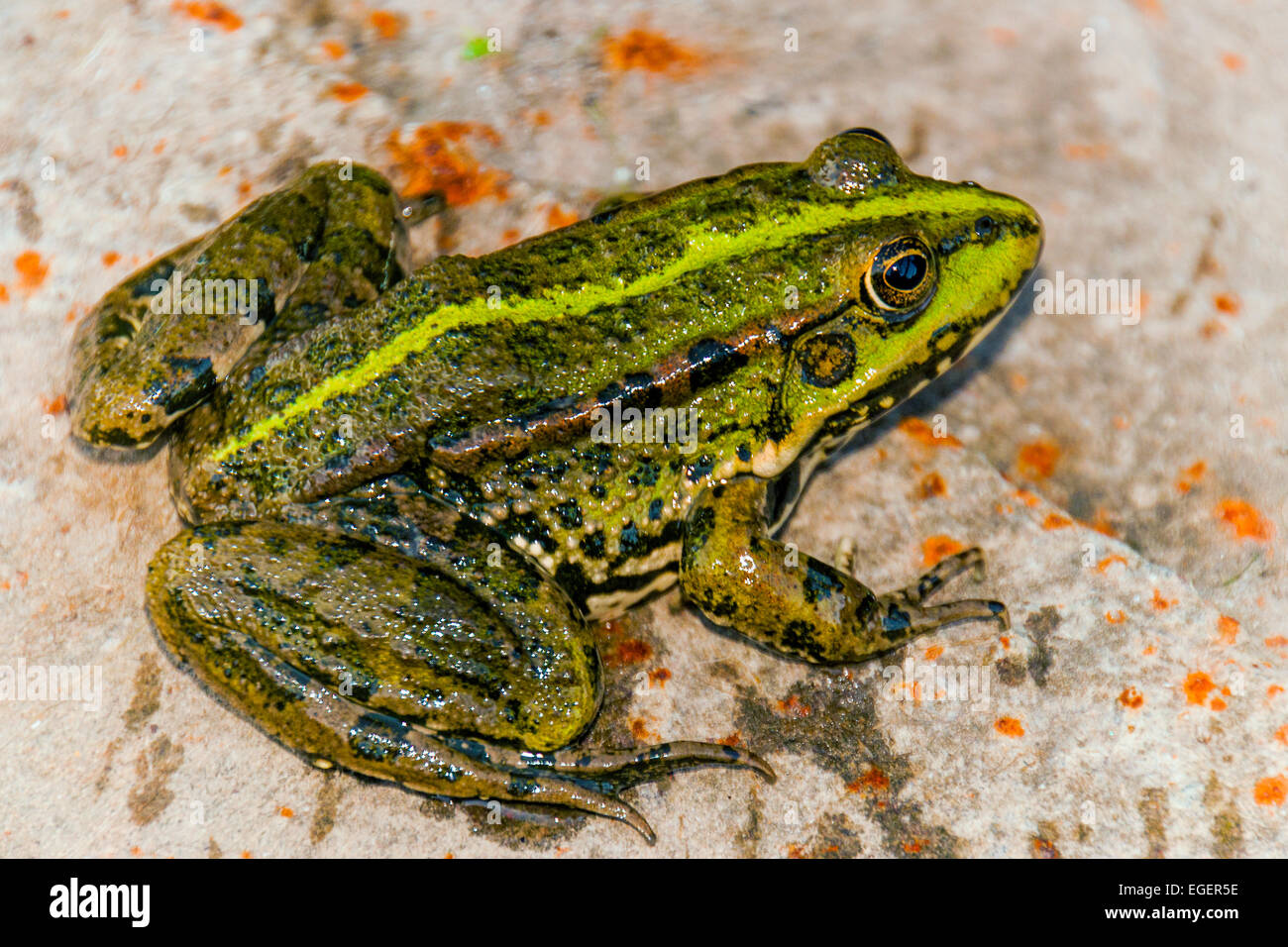 Pond frog Stock Photo