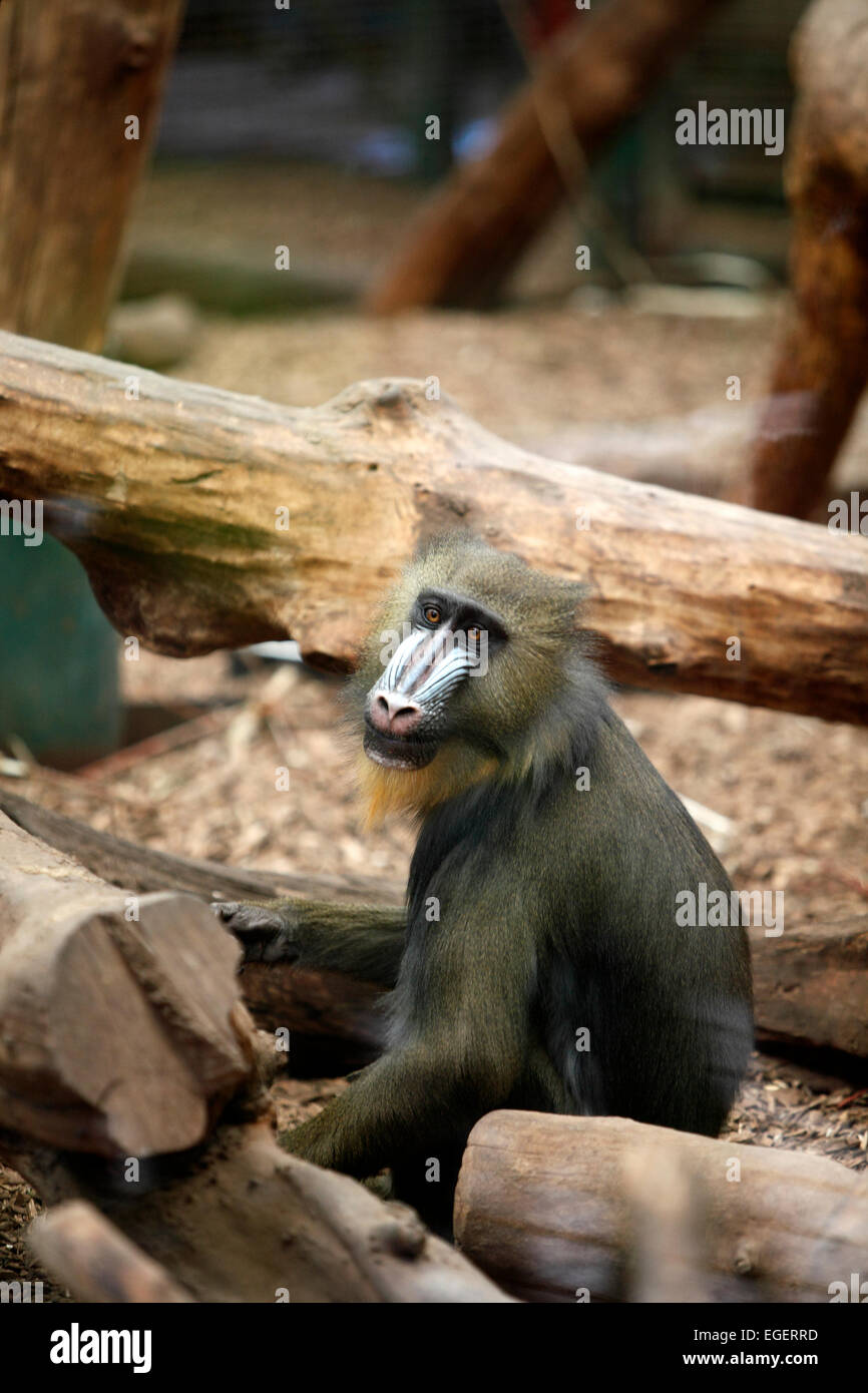 mandrill Mandrillus sphinx Stock Photo