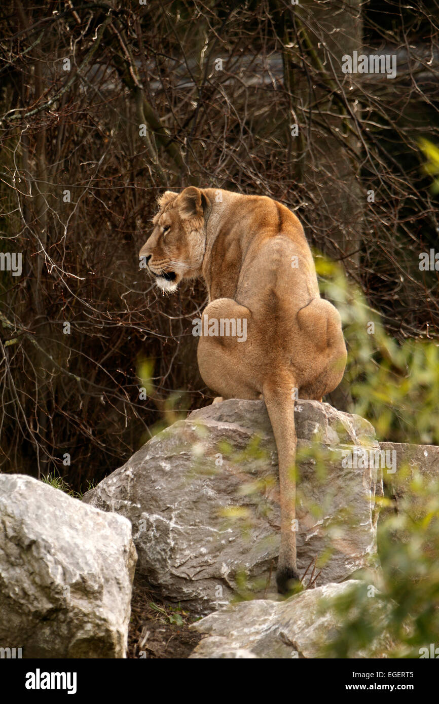 lioness sitting on a rock Stock Photo