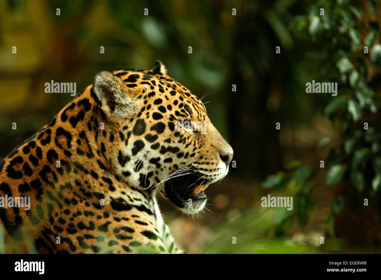 Jaguar Panthera Onca Stock Photo - Alamy