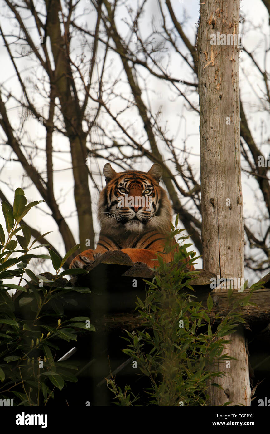 Tiger mammal carnivore carnivores felidae endangered Stock Photo