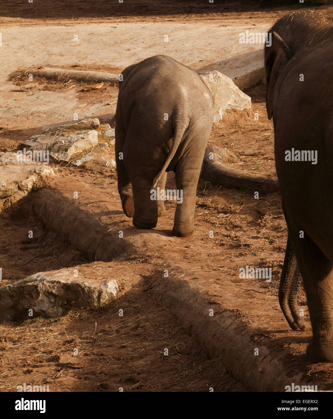 Elephants calf. Elephants are large mammals of the family Elephantidae and the order Proboscidea Stock Photo