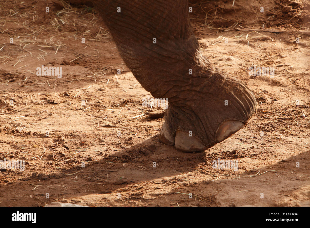 Elephants foot. Elephants are large mammals of the family Elephantidae and the order Proboscidea Stock Photo