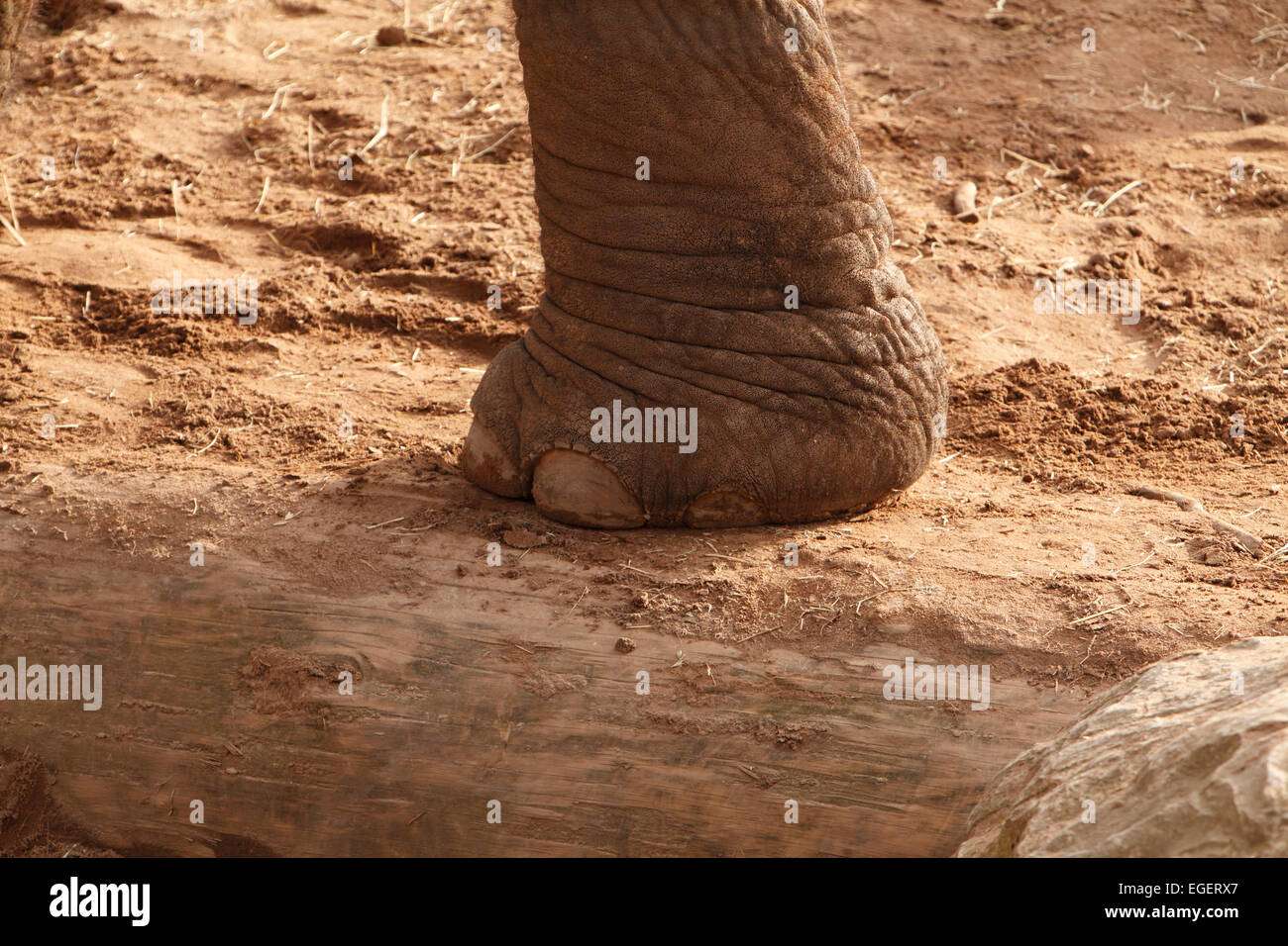 Elephants foot. Elephants are large mammals of the family Elephantidae and the order Proboscidea Stock Photo