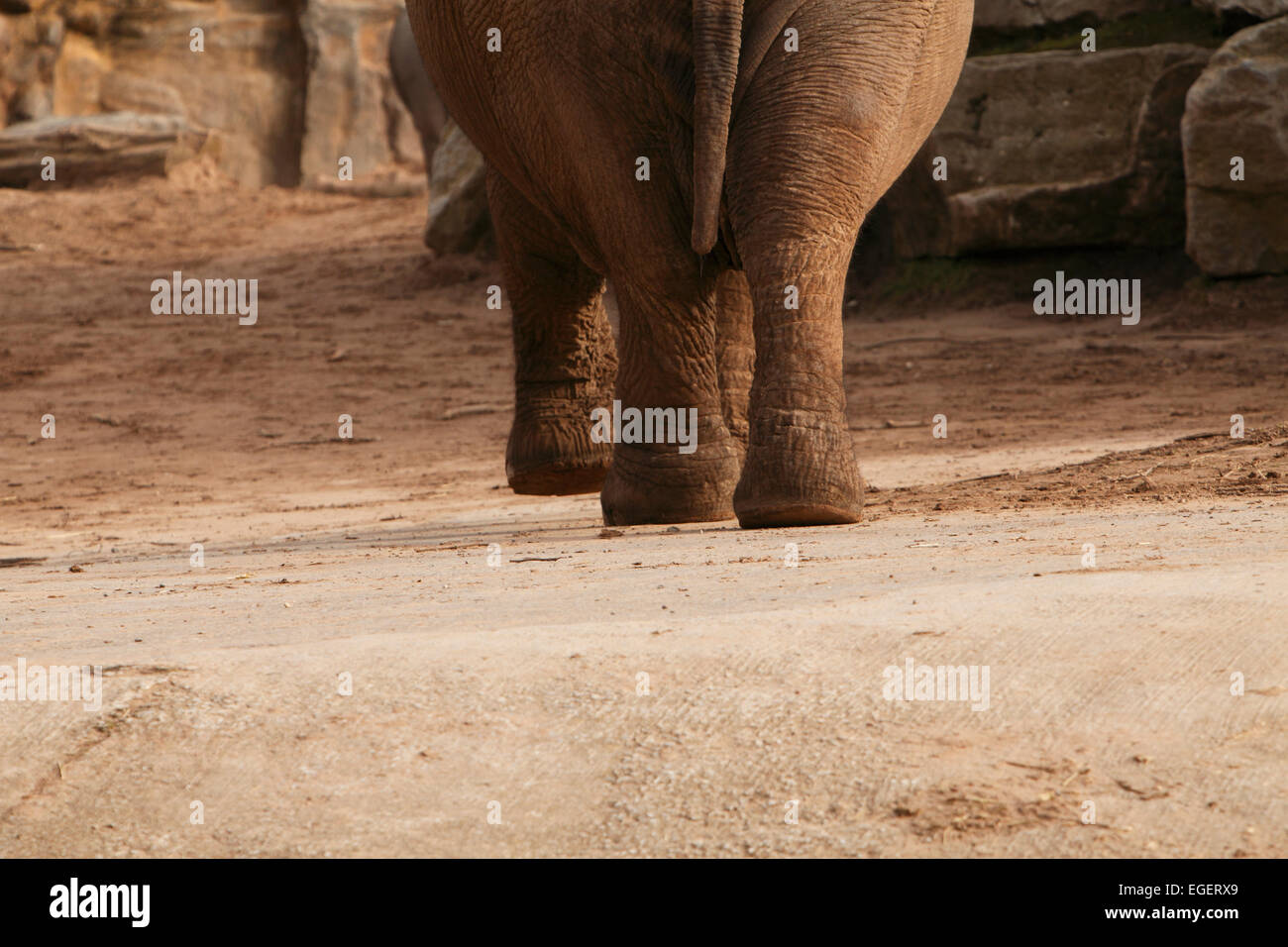 Elephants feet. Elephants are large mammals of the family Elephantidae and the order Proboscidea Stock Photo