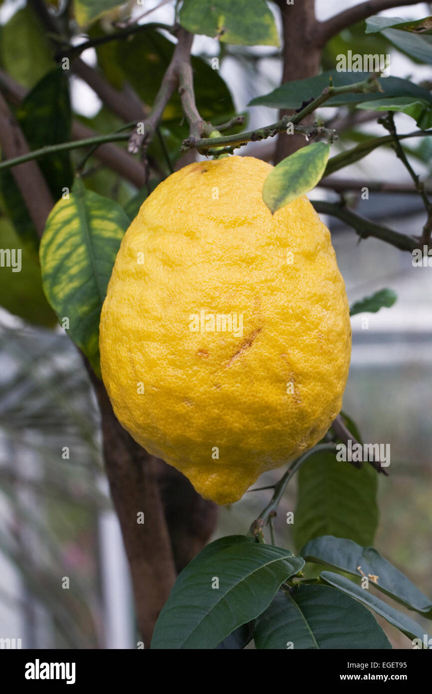Ripe Citrus medica growing in a protected environment. Stock Photo