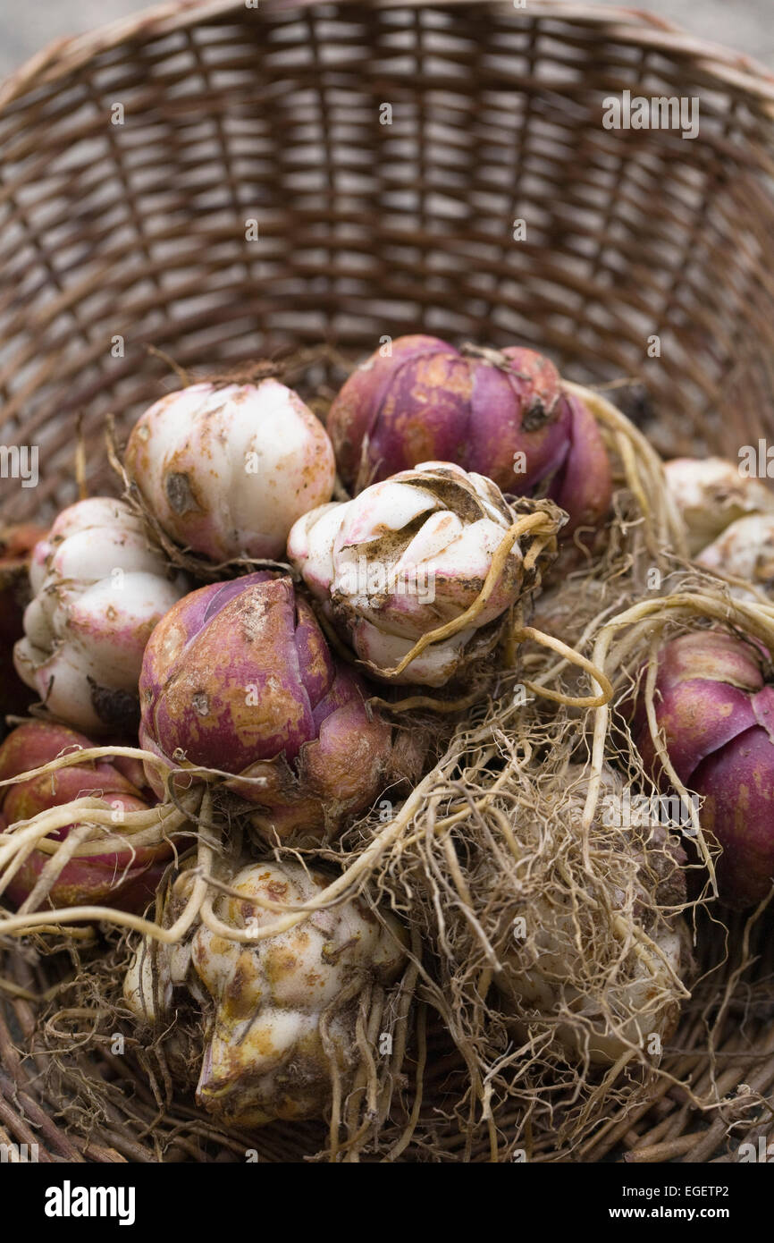 Lily bulbs in a basket ready for planting. Stock Photo