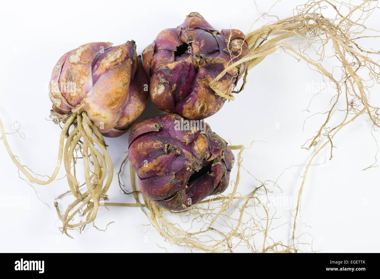 Lily bulbs on a white background ready for planting. Stock Photo