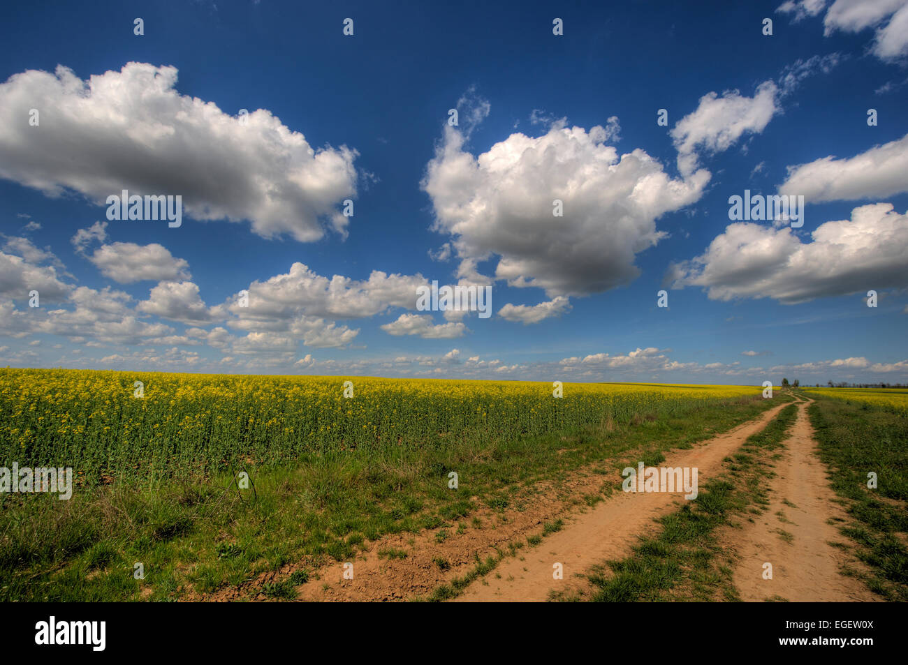 Blue coleseed field agriculture hi-res stock photography and images - Alamy
