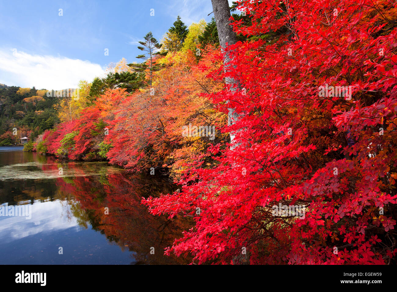 Autumn Leaves Stock Photo