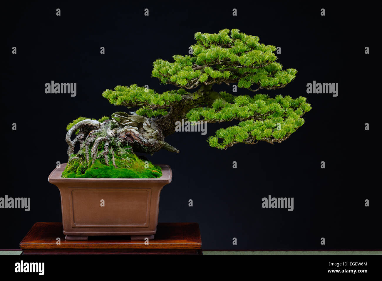 Bonsai Tree Stock Photo Alamy