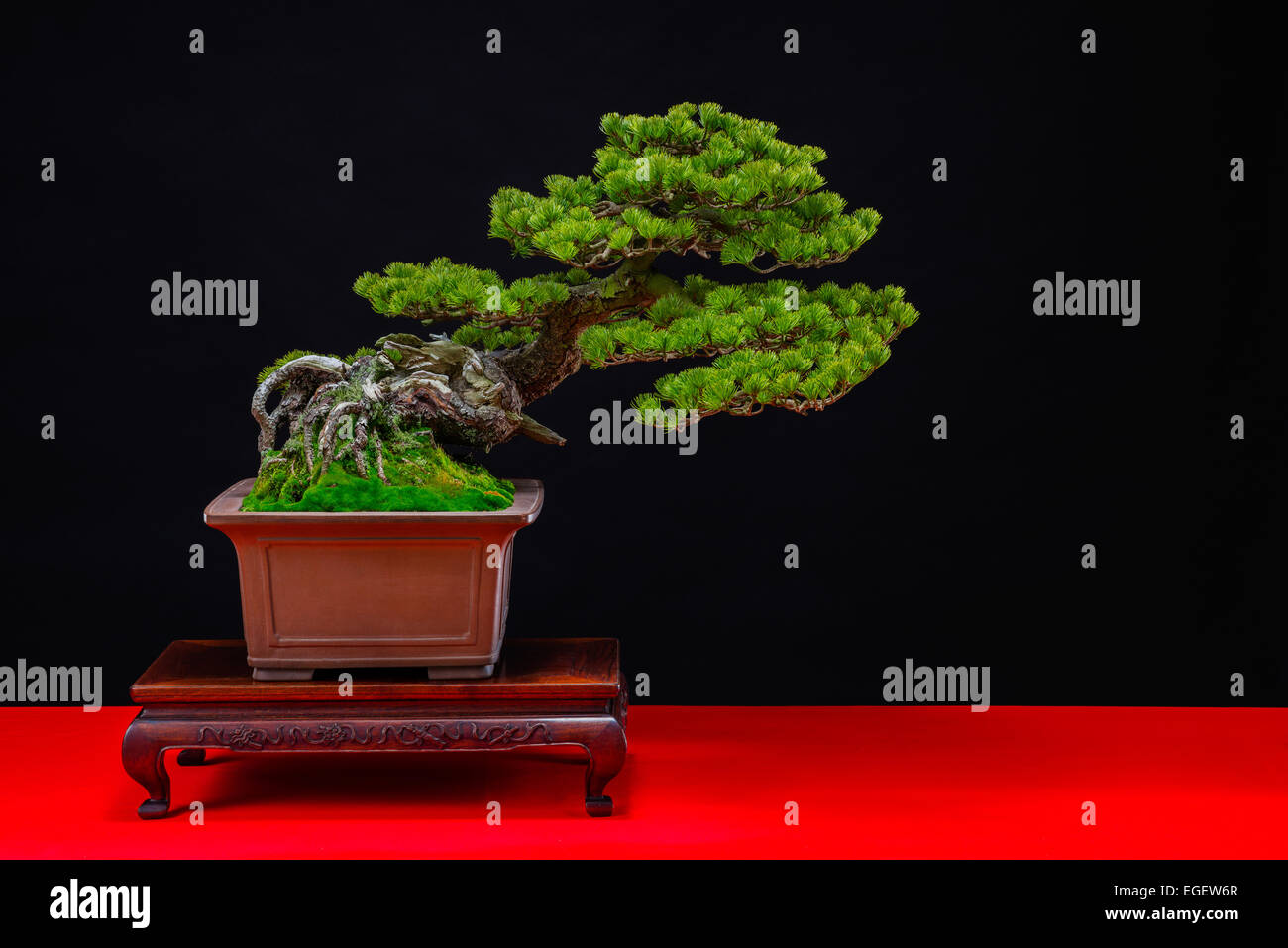 Japanese black pine bonsai tree hires stock photography and images Alamy