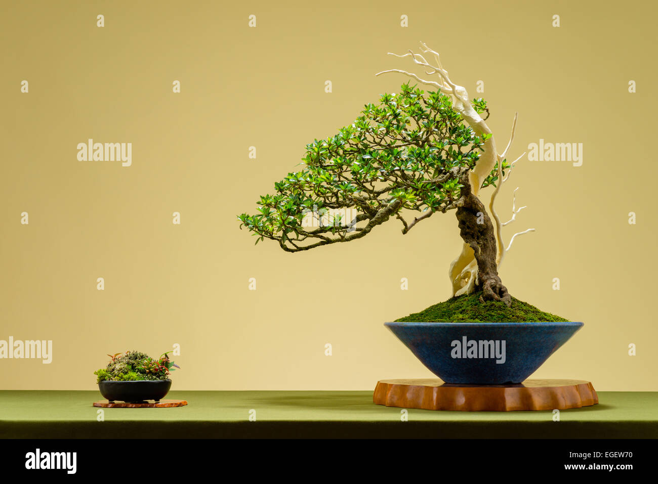 Bonsai plane tree hi-res stock photography and images - Alamy