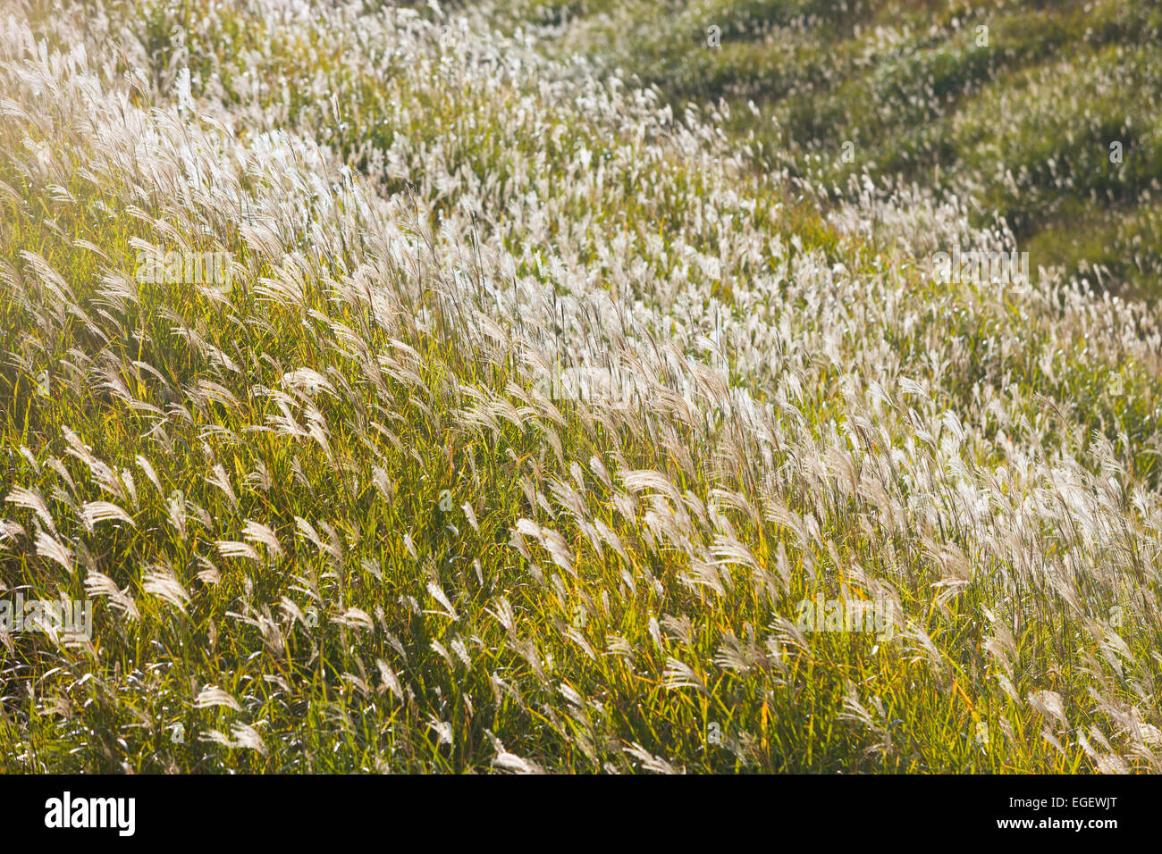Japanese Silver Grass Stock Photo Alamy