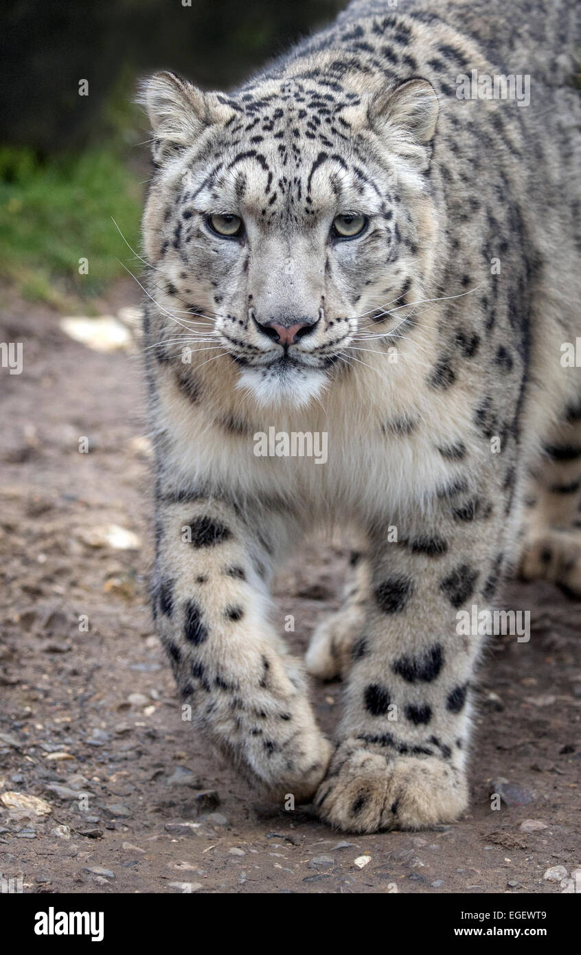 Young female snow leopard walking towards camera Stock Photo