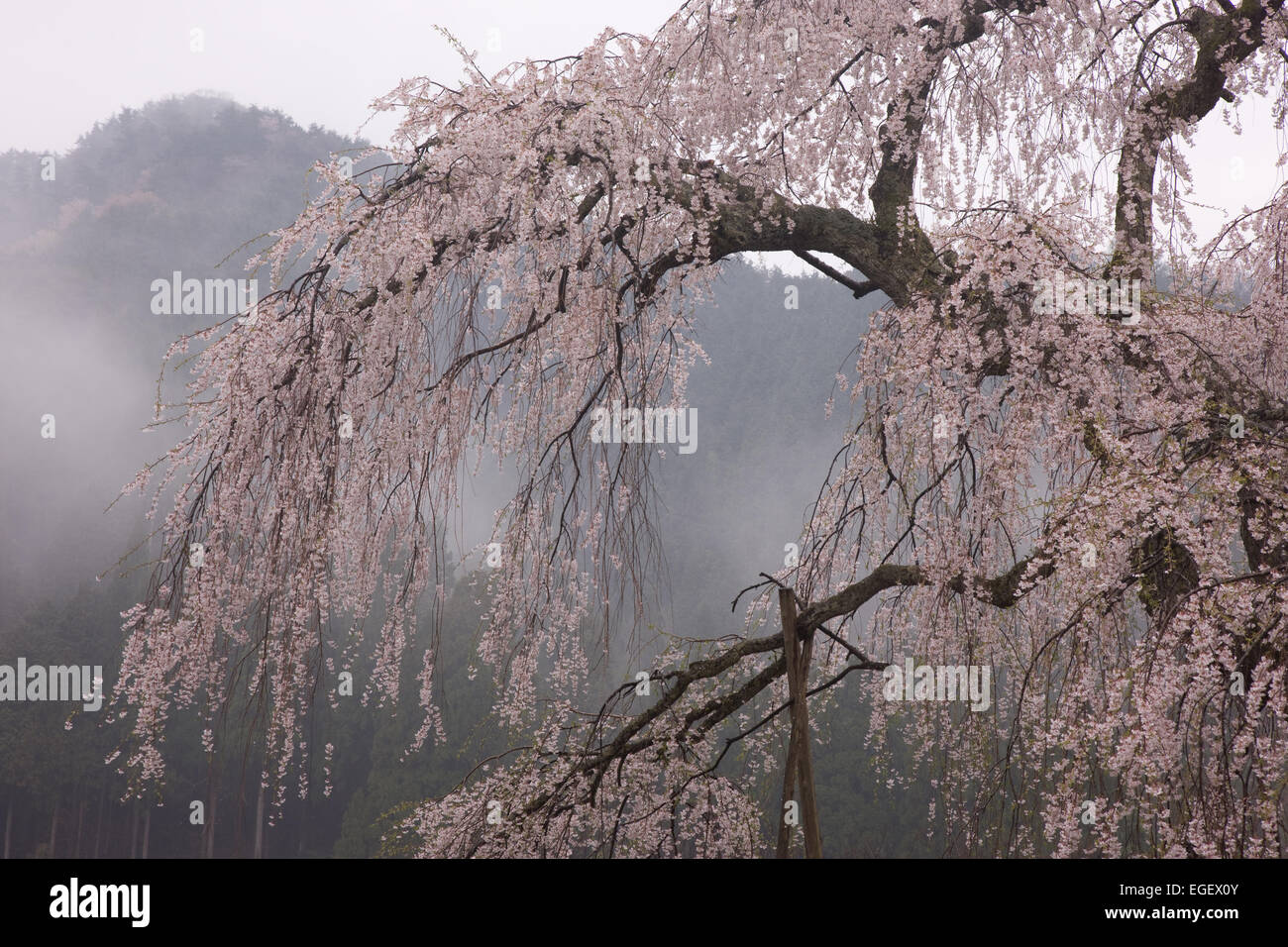 Kyoto Prefecture, Japan Stock Photo Alamy