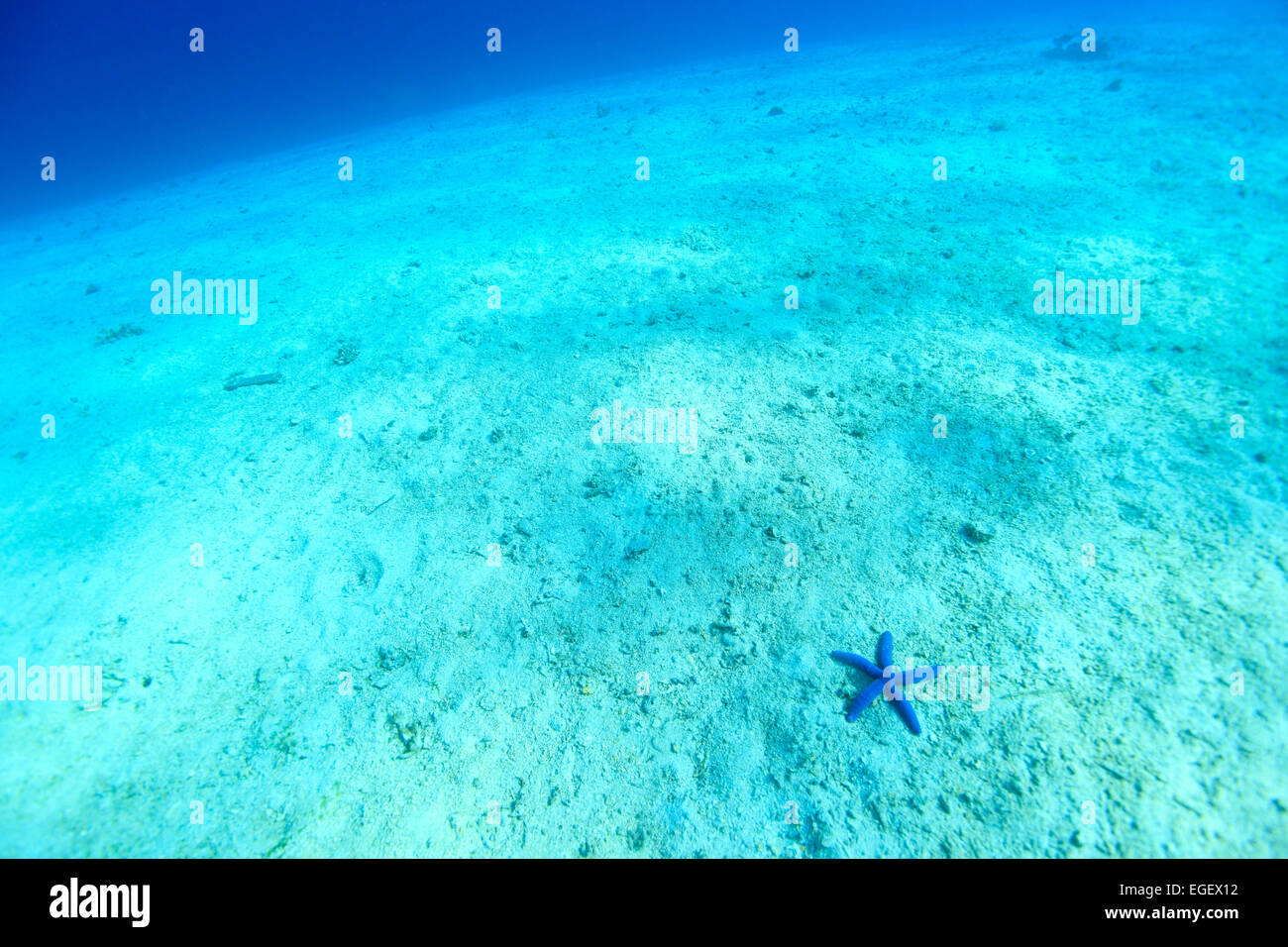 Underwater Life Stock Photo